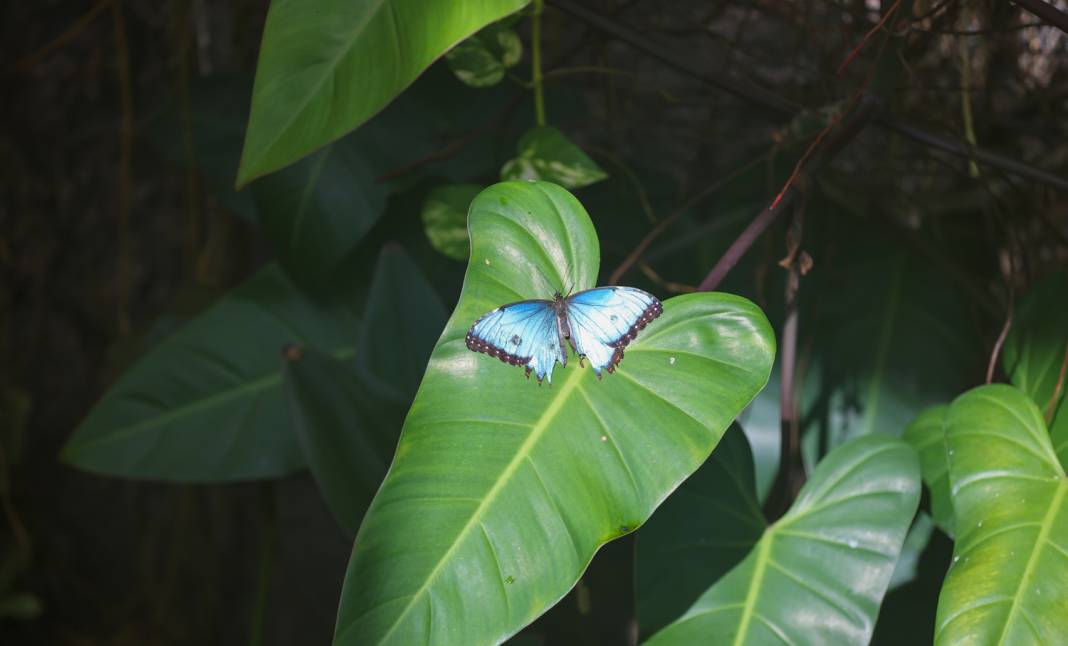 Konya’nın gözde mekanlarına Şeb-i Arus düzenlemesi 11
